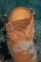 Agelas tubulata (Tubulate Sponge)