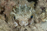 Chilomycterus antennatus (Bridled Burrfish)