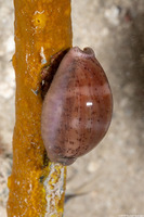 Luria cinerea (Atlantic Gray Cowry)