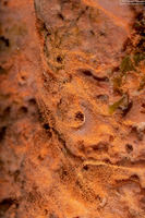Agelas conifera (Brown Tube Sponge)