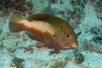 Cephalopholis fulva (Coney)
