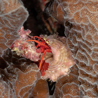 Paguristes cadenati (Red Reef Hermit Crab)
