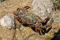 Plagusia depressa (Tidal Spray Crab)
