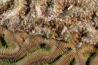 Colpophyllia natans (Boulder Brain Coral)
