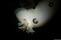 Diaulula sandiegensis (San Diego Dorid)