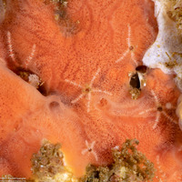 Ophiactis simplex (Ophiactis Simplex)