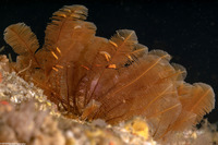 Aglaophenia struthionides (Ostrich-Plume Hydroid)