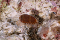 Volvarina taeniolata (Banded California Marginella)