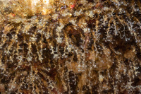 Garveia annulata (Garveia Annulata)