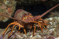 Panulirus interruptus (California Spiny Lobster)