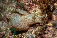 Aplysia californica (Brown Sea Hare)