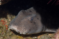 Heterodontus francisci (Horn Shark)
