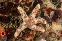 Henricia pumila (Dwarf Mottled Star)