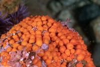 Metandrocarpa taylori (Metandrocarpa Taylori)