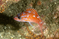 Sebastes rosaceus (Rosy Rockfish)
