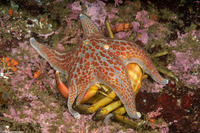 Dermasterias imbricata (Leather Star)