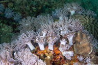 Xenia sp.1 (Xenia sp.1)