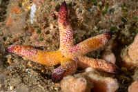 Coeloplana astericola (Creeping Comb Jelly)