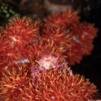 Hoplophrys oatesii (Soft Coral Crab)