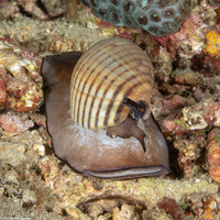 Tonna canaliculata (Channeled Tun)