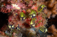 Clavelina sp.3 (Clavelina sp.3)
