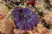 Discosoma sp.1 (Discosoma sp.1)