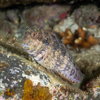 Salarias fasciatus (Jewelled Blenny)