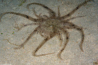 Actinostephanus haeckeli (Haeckel's Sand Anemone)