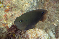 Pomacentrus adelus (Obscure Damsel)