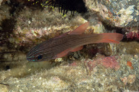 Ostorhinchus multilineatus (Manylined Cardinalfish)