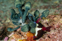 Nephtheis fascicularis (Nephtheis Fascicularis)