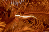 Discotrema monogrammum (Oneline Clingfish)