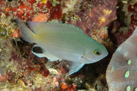Pomacentrus stigma (Blackspot Damsel)