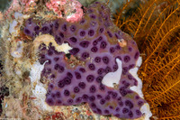 Eudistoma reginum (Eudistoma Reginum)