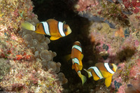 Entacmaea quadricolor (Bubble-Tip Anemone)