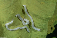 Euapta sp.2 (Euapta sp.2)