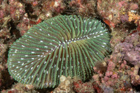Ctenactis albitentaculata (Ctenactis Albitentaculata)