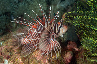 Pterois antennata (Spotfin Lionfish)