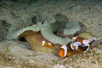 Stichodactyla haddoni (Haddon's Sea Anemone)