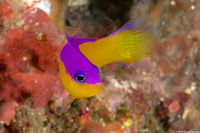 Pictichromis diadema (Purpletop Dottyback)