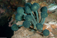 Nephtheis fascicularis (Nephtheis Fascicularis)