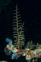 Zygophylax sp.1 (Zygophylax sp.1)