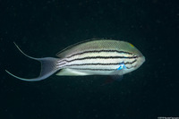 Genicanthus lamarck (Blackstriped Angelfish)