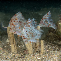 Sabellidae sp.2 (Sabellidae sp.2)