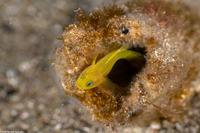 Lubricogobius exiguus (Ornate Goby)