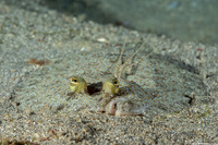 Bothus pantherinus (Panther Flounder)