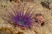 Cerianthus filiformis (Cerianthus Filiformis)
