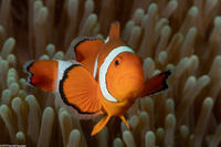 Amphiprion ocellaris (False Clown Anemonefish)
