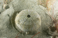 Strongylocentrotus purpuratus (Purple Sea Urchin)