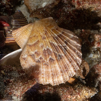 Leptopecten latiauratus (Kelp Scallop)